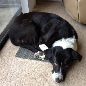 Meet your Posher, Cassidy